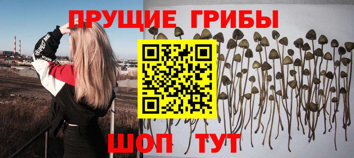 Каспийск  Галлюциногенные грибы GOLDEN TEACHER  купить наркотик  Вход с VPN 